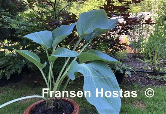 Hosta Hometown Hero